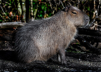 Capybara on the ground. Latin name - Hydrochoerus hydrochaeris