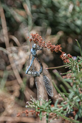 A photo of two dragonflies perched in tandem on a red cattail bloom.
