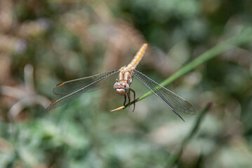 close up of a dragonfly