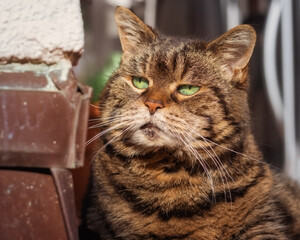 Tabby cat with bright green eyes sitting in the sunshine next to a wall