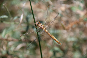 A close-up photo of a dragonfly with a transparent green body and brown thorax perched on a thin green stem.