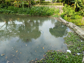 A polluted dam, its waters murky, is cluttered with debris and invasive water hyacinths. 