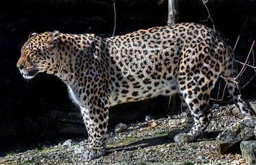 Persian leopard. Latin name - Panthera pardus saxicolor	
