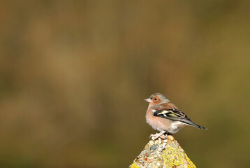 A male chaffinch perching on a concrete post against a defocused background at a nature reserve. 