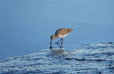 A black-tailed godwit feeding in the shallows of a river. 