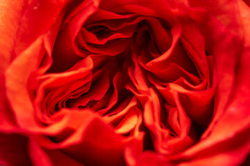Red rose closeup. Blooming Red Rose Flower background..