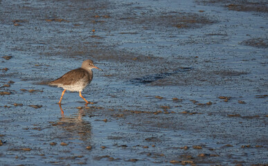 A common redshank walking through the mud of a riverbed at low tide. 