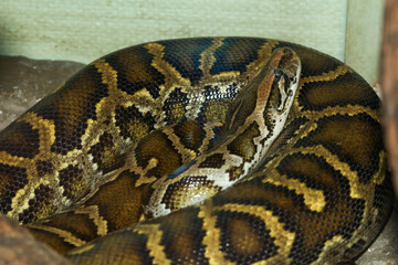 Head burmese python in body on stick tree at thailand