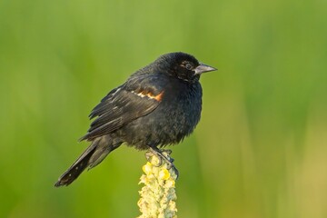 Red winged black bird perched on a plant.
