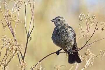 Small sparrow perched on a branch.