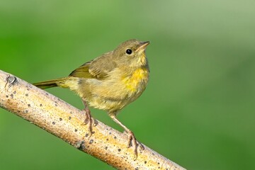 Small vireo looks up from its perch.