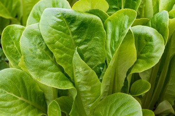 Green lettuce leaves close-up. Raindrops are visible on the juicy greenery. Natural light on a sunny summer evening