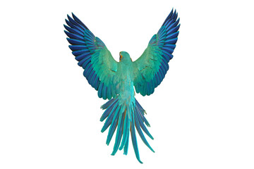 Beautiful feathers on the back of Blue and Gold Macaw parrot isolated on transparent background png file