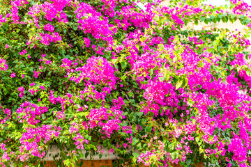 Hoian is a popular tourist destination of Asia.