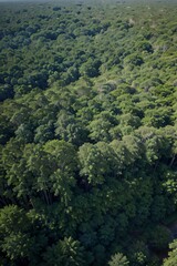 forest in the mountains