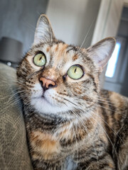 A beautiful European cat lying on the bed