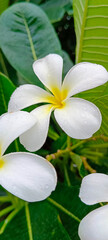 white frangipani flowers