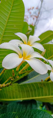 white frangipani flower on the water