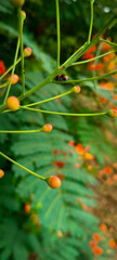 Berry fruit tree