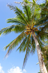 Coconut palm trees