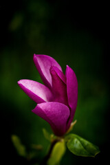 Beautiful magnolia flower blooming