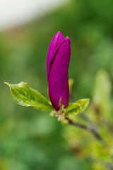 Beautiful magnolia flower blooming
