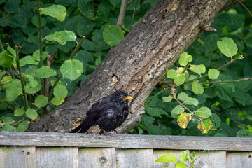 male Blackbird Turdus merula perched on a fence