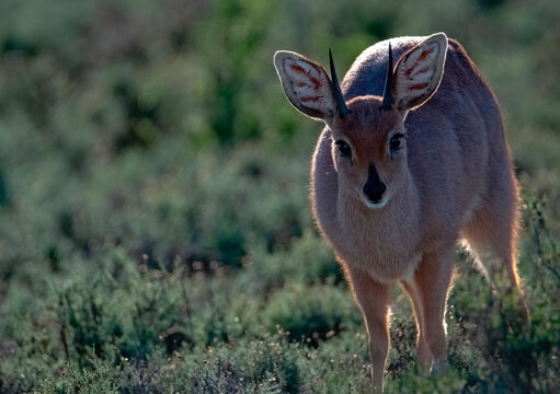 A Steenbok ram browses in the early morning Karoo light.