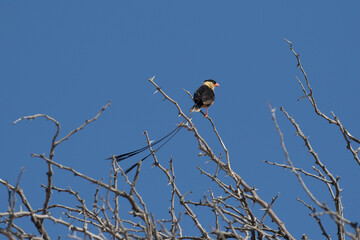 Shaft-tailed whydah (Vidua regia) perching in the Kalahari
