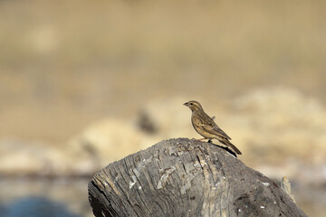 Female House Sparrow (Passer domesticus) at a waterhole in the Kalahari.