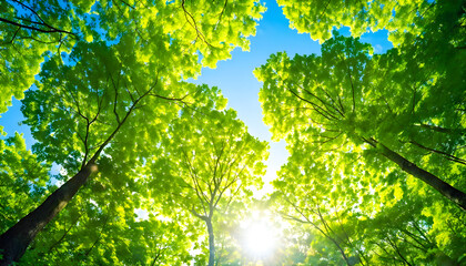 Fototapeta premium A View from Below into the Treetops with Sunlight Filtering Through, Capturing the Beauty of Nature and the Serenity of the Forest