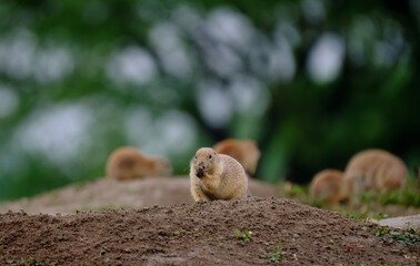 Parie Dog in the Badlands and plains of South Dakota their natural habitat
