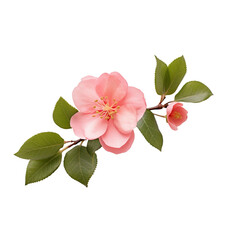 Naklejka premium Red Quince Flowers With Branch Isolated Transparent, Generative Ai