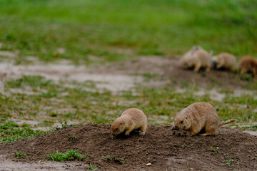 Parie Dog in the Badlands and plains of South Dakota their natural habitat
