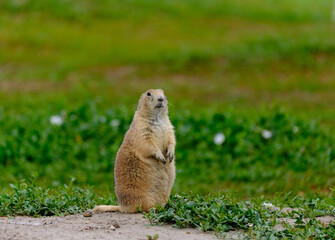 Parie Dog in the Badlands and plains of South Dakota their natural habitat
