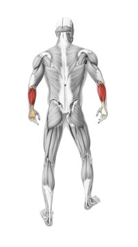 flexor carpi radialis muscles in the human muscular system