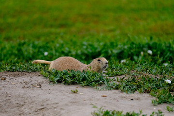 Parie Dog in the Badlands and plains of South Dakota their natural habitat

