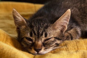Kittens of different colors sleeping on a blanket in the room.