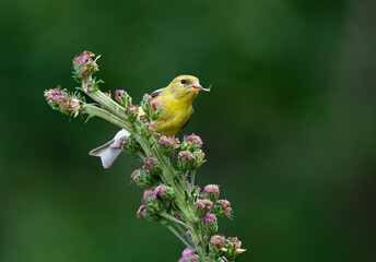 goldfinch feeding on flower seed