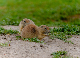 Parie Dog in the Badlands and plains of South Dakota their natural habitat
