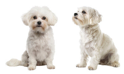 Obraz premium frise bichon pets isolated on transparent or white background