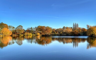 A beautiful reflection view of trees overlooking a calm lake under a blue sky on a bright day in autumn. 