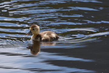 Cute baby Duckling playing in the water