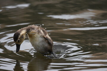 Fototapeta premium Cute baby Duckling playing in the water