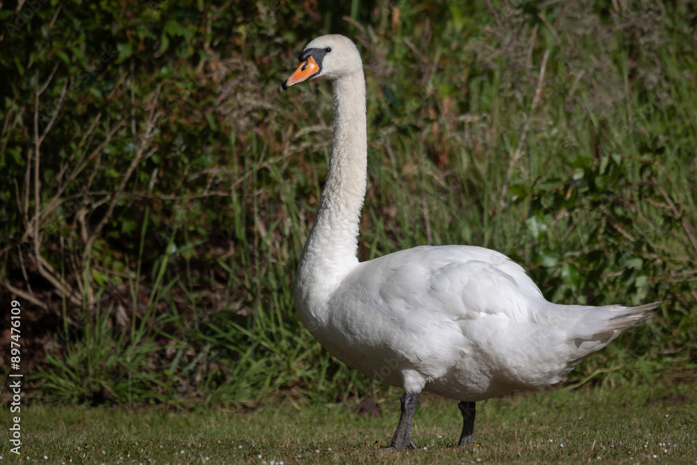 Poster a close up of a mute swan, cygnus olor. it is a full length photograph as the bird stands on grass w