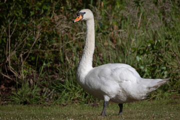 A close up of a mute swan, Cygnus olor. It is a full length photograph as the bird stands on grass with an out of focus blurry background