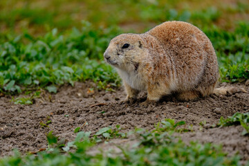 Parie Dog in the Badlands and plains of South Dakota their natural habitat
