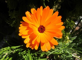 orange pot marigold in flower