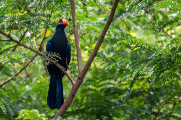 Violet Turaco - Tauraco violaceus, beautiful colored large turaco bird from West African forests...