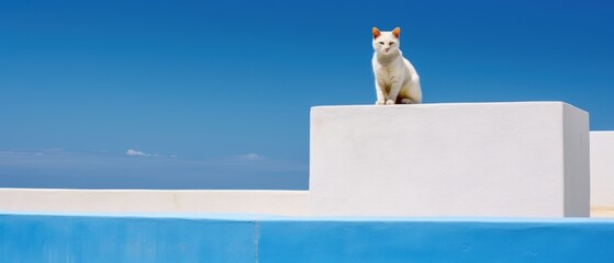 White Cat on Wall by Pool 